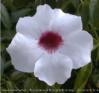 Pandorea jasminoides