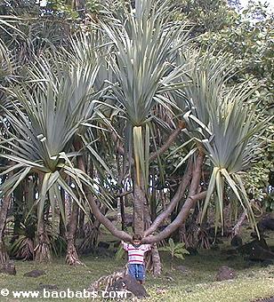 Palms, tropical palms