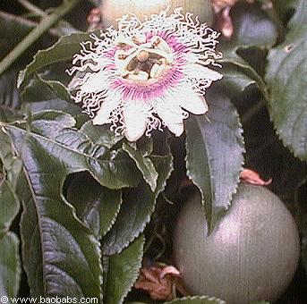 Passiflora edulis