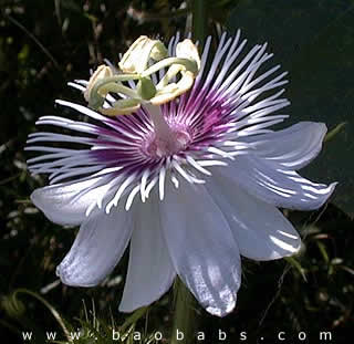 Passiflora foetida