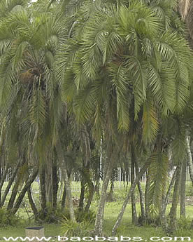 Palms, tropical palms