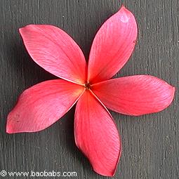 Plumeria rubra PINK QUEEN