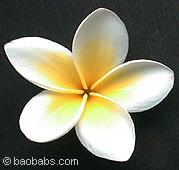 Plumeria rubra WHITE STAR