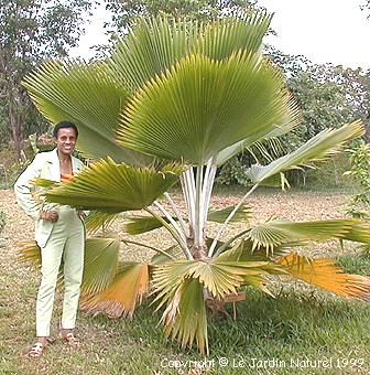 Palms, tropical palms