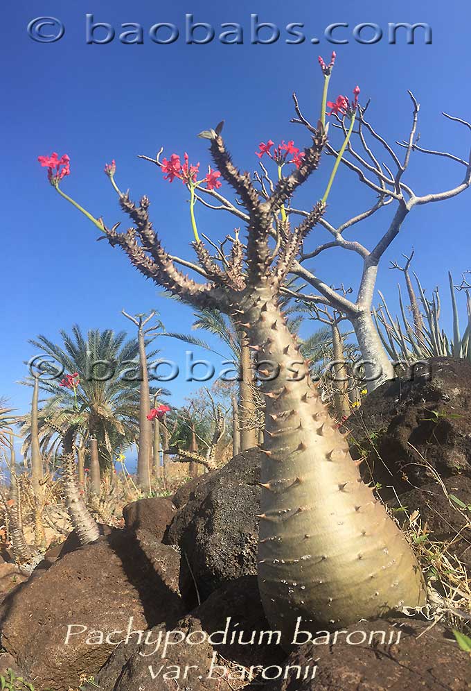 Pachypodium baronii var.baronii