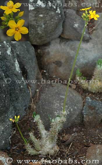 Pachypodium densiflorum