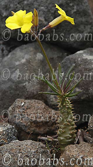 Pachypodium rosulatum var.drakei