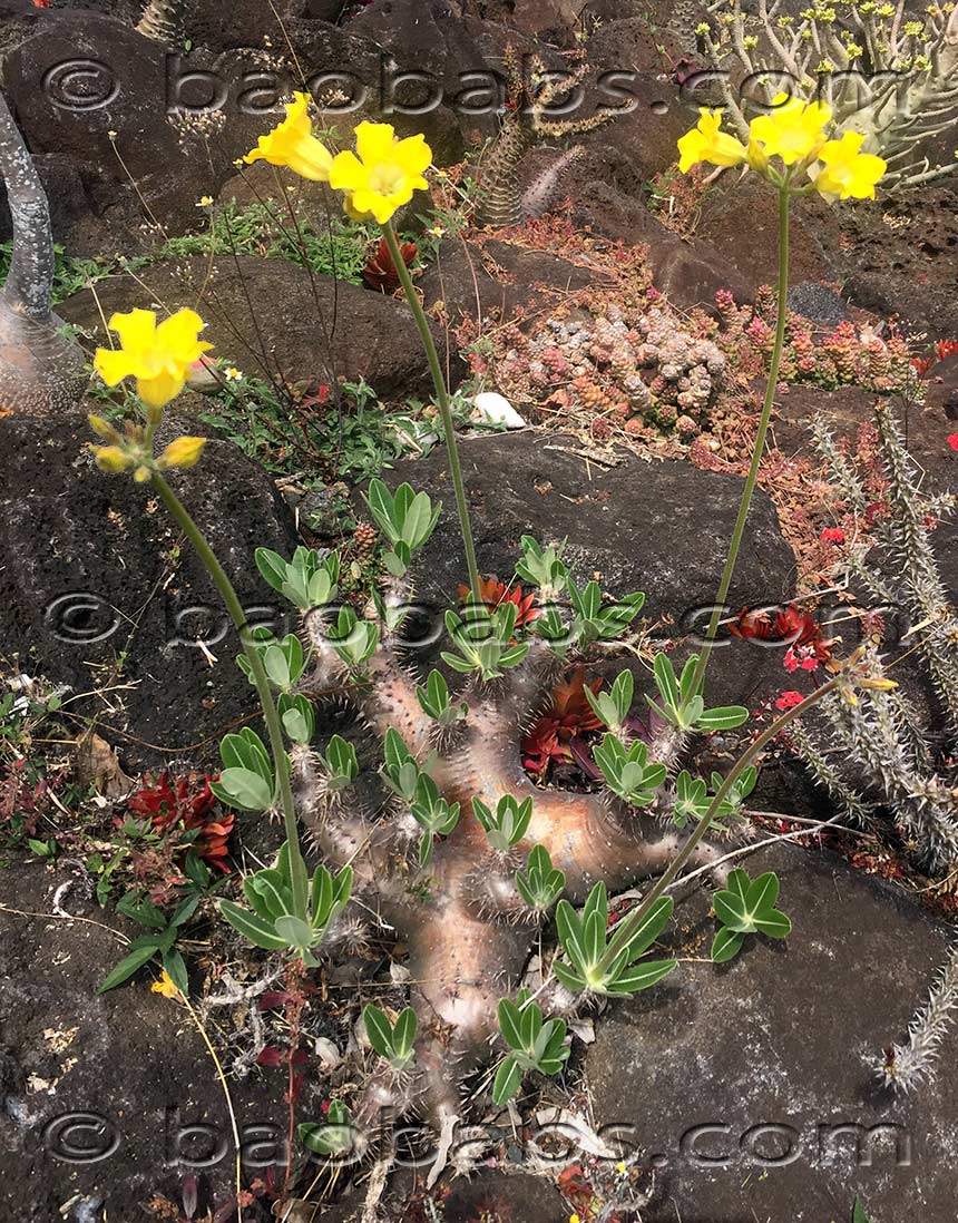 Pachypodium horombense