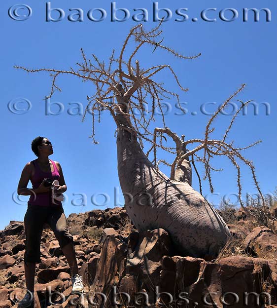 Pachypodium lealii