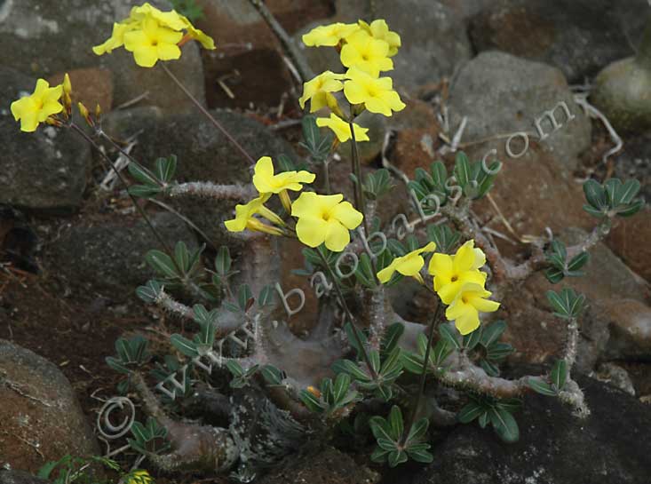 Pachypodium rosulatum var. rosulatum