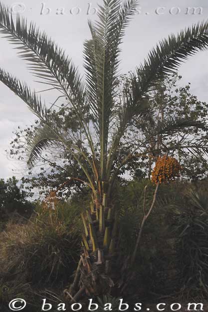 Palms, tropical palms