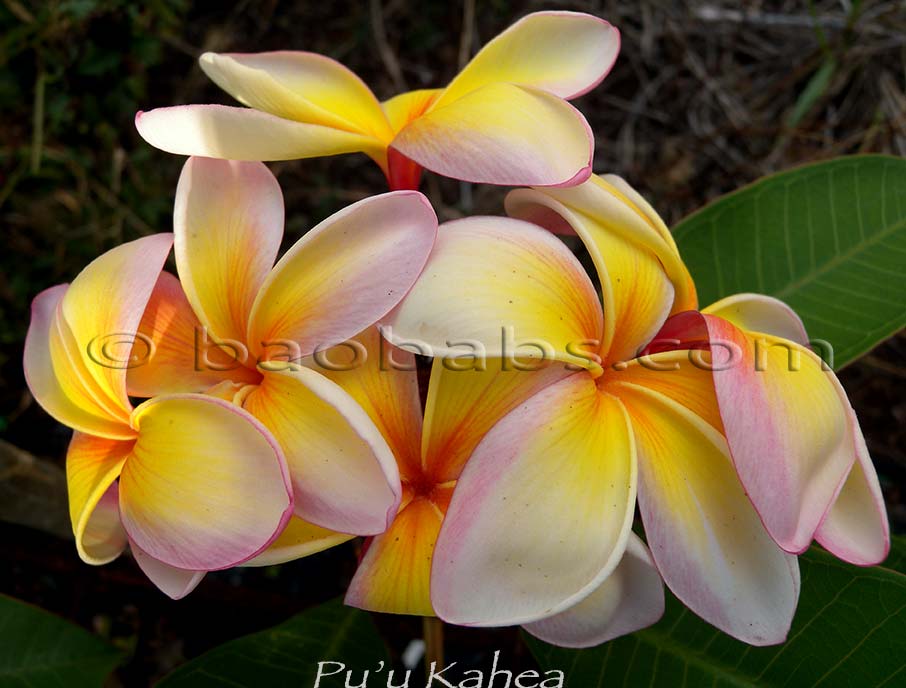 Plumeria rubra PUU KAHEA