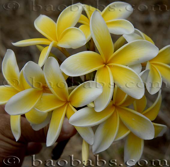 Plumeria rubra YELLOW MOON