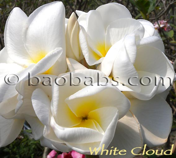 Plumeria rubra WHITE CLOUD