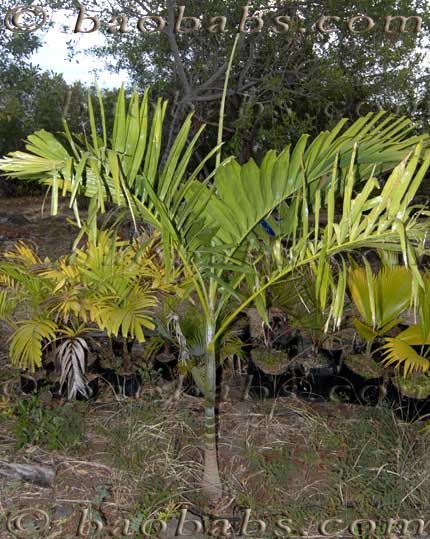 Palms, tropical palms