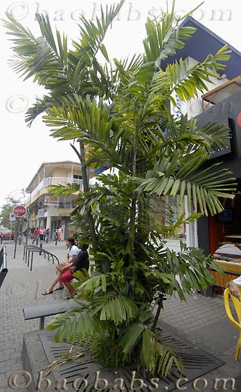 Palme,Palme tropicali,Palma