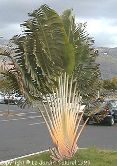 Ravenala madagascariensis