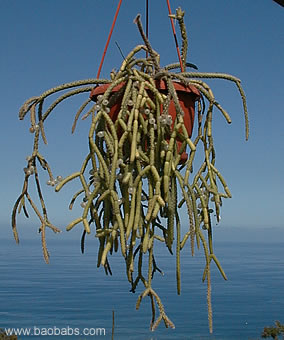 Rhipsalis baccifera