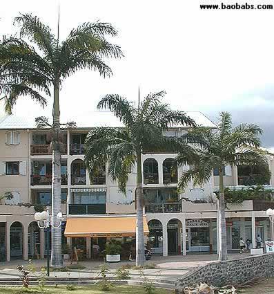 Palme,Palme tropicali,Palma