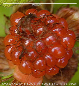 Rubus alcefolius