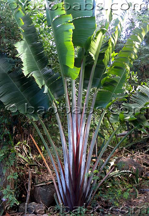 Ravenala madagascariensis HONKONDAMBO