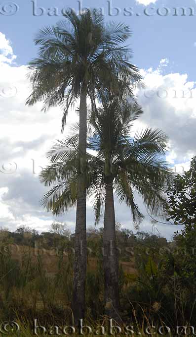 Palme,Palme tropicali,Palma