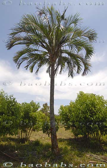 Palms, tropical palms