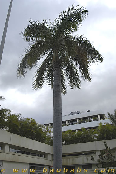 Palme,Palme tropicali,Palma