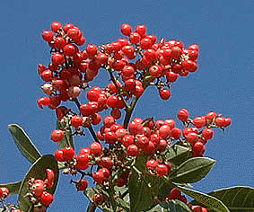 Schinus terebenthifolius