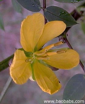 Senna occidentalis