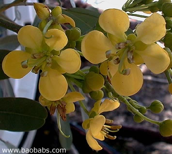 Senna siamea