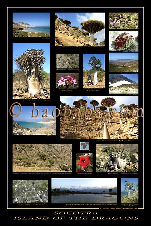 Socotra Island of the Dragons