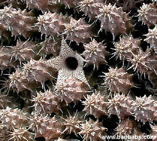 Stapelianthus decaryi