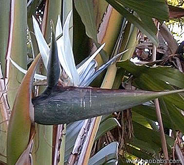 Palme,Palme tropicali,Palma