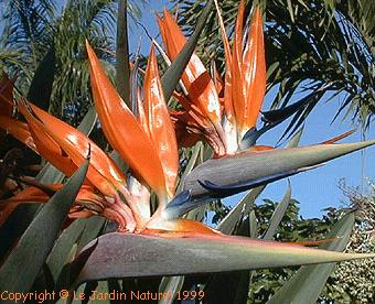 Palme,Palme tropicali,Palma