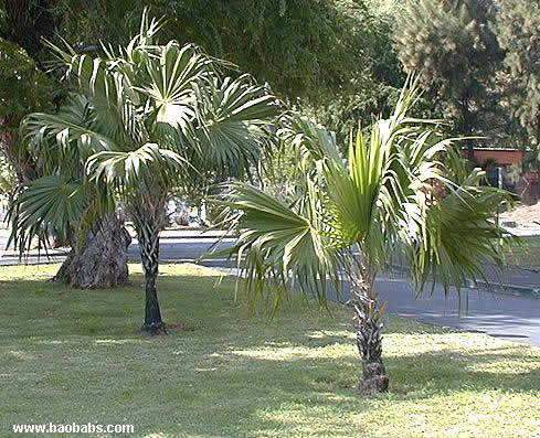 Thrinax radiata