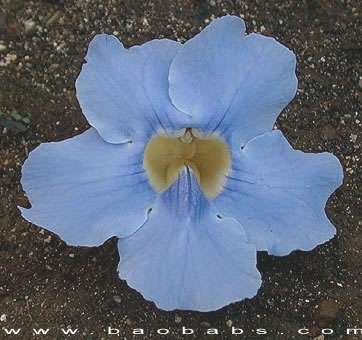 Thunbergia grandiflora