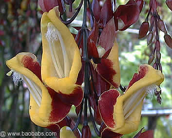 Thunbergia mysorensis