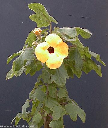 Uncarina peltata