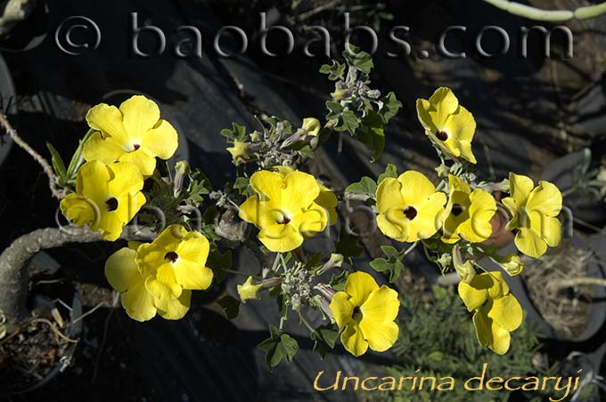 uncarina