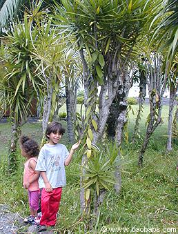 Vanilla planifolia