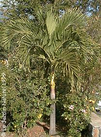 Palme,Palme tropicali,Palma