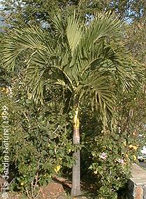 Palme,Palme tropicali,Palma