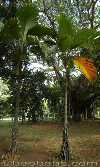 Palme,Palme tropicali,Palma