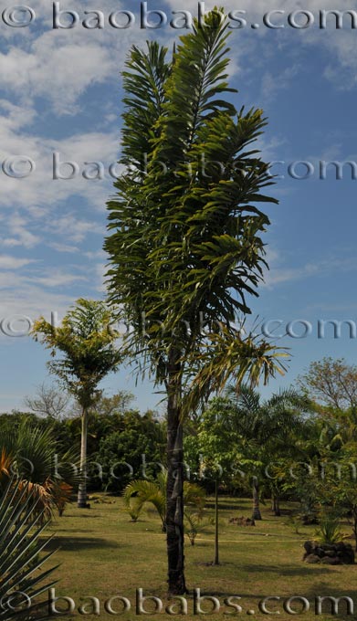 Palme,Palme tropicali,Palma