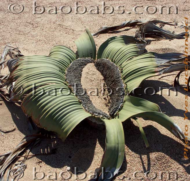 Welwitschia mirabilis