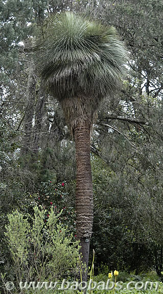 Palme,Palme tropicali,Palma