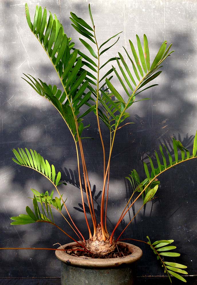 Zamia floridana