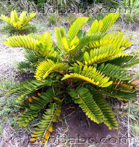 Zamia furfuracea