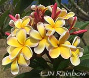 Plumeria rubra LJN RAINBOW